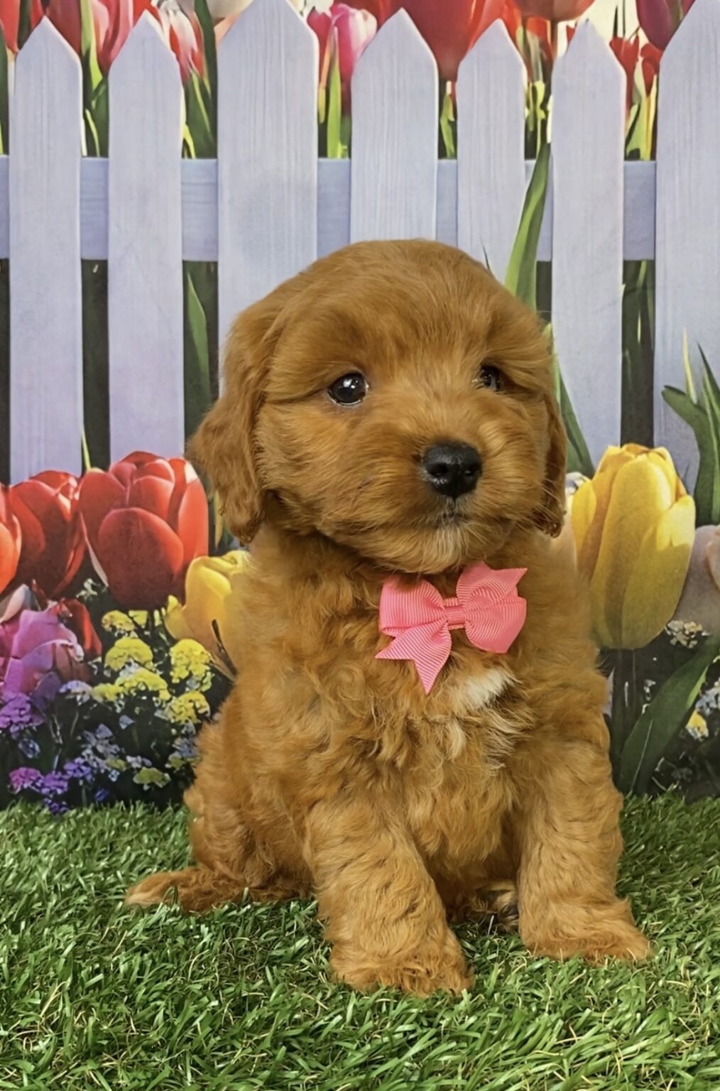 Ms. Fiona the Micro Mini-Goldendoodle