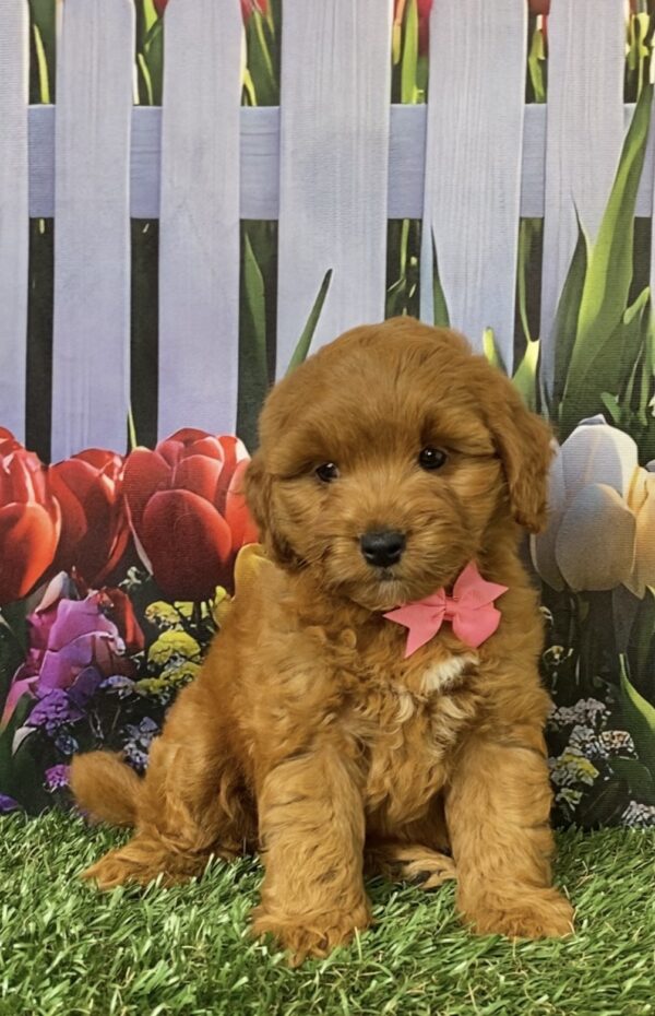 Ms. Fiona the Micro Mini-Goldendoodle - Image 6