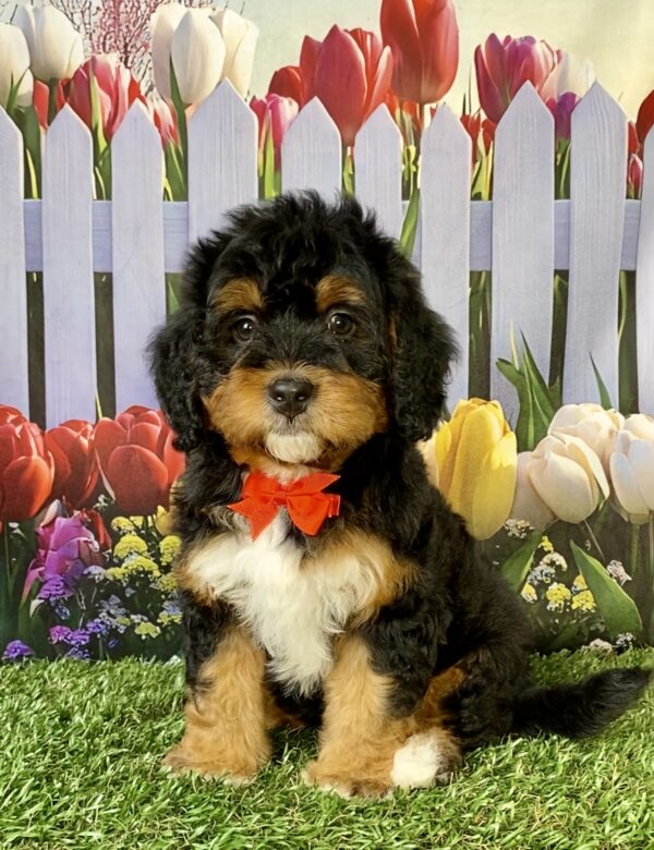 Photo of Mr. Echo the Mini-Bernedoodle puppy