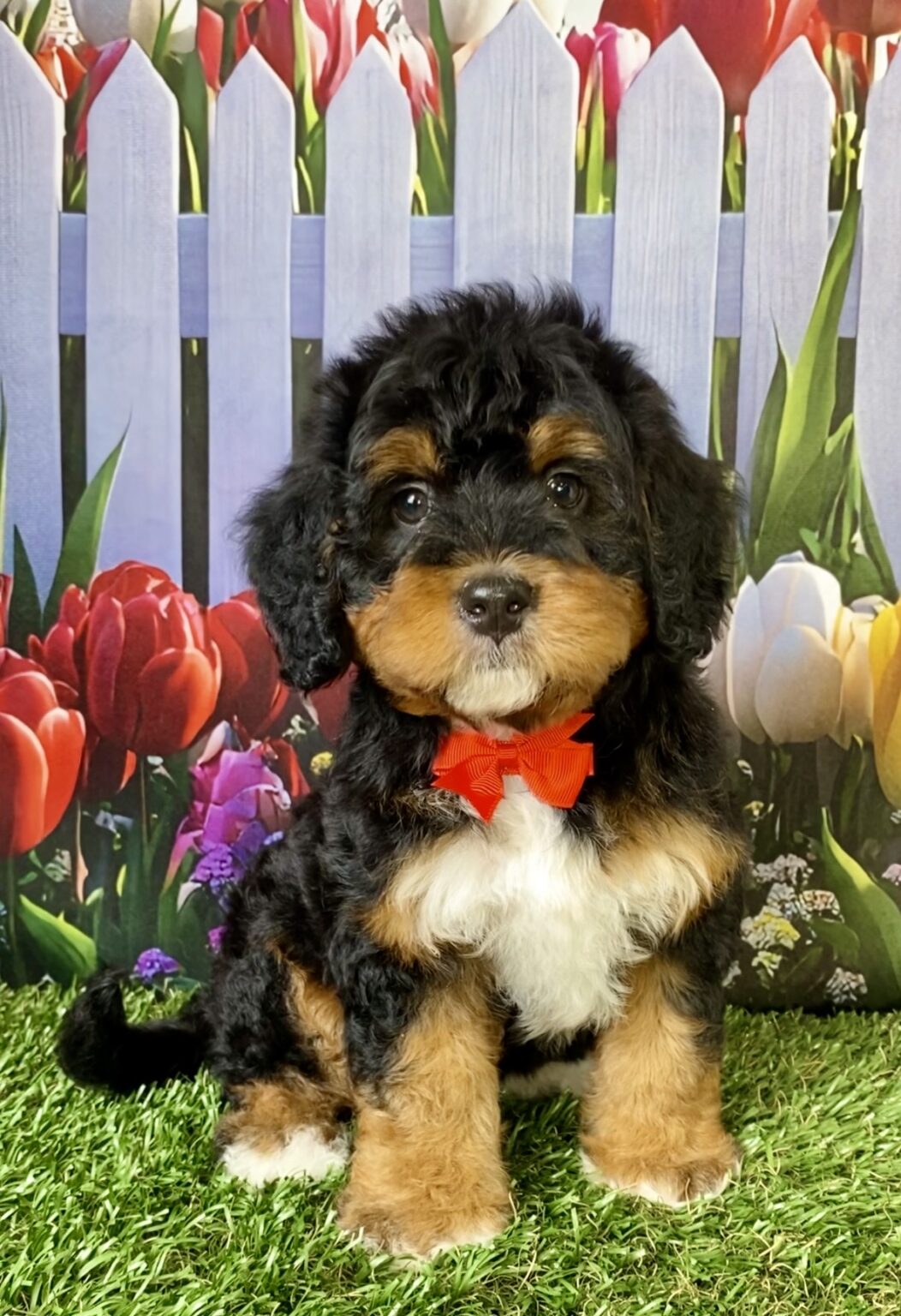 Photo of Mr. Echo the Mini-Bernedoodle puppy