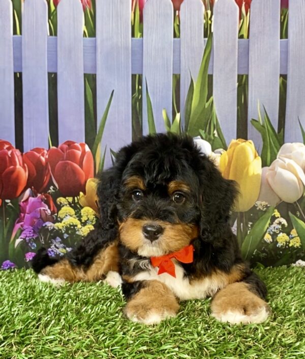 Photo of Mr. Echo the Mini-Bernedoodle puppy