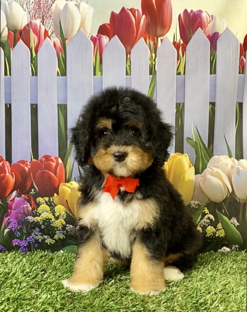 Photo of Mr. Ego the Mini-Bernedoodle puppy
