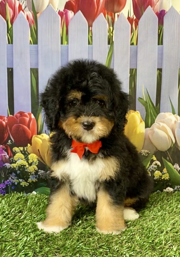 Photo of Mr. Ego the Mini-Bernedoodle puppy