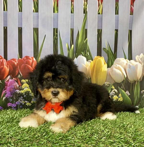 Photo of Mr. Ego the Mini-Bernedoodle puppy