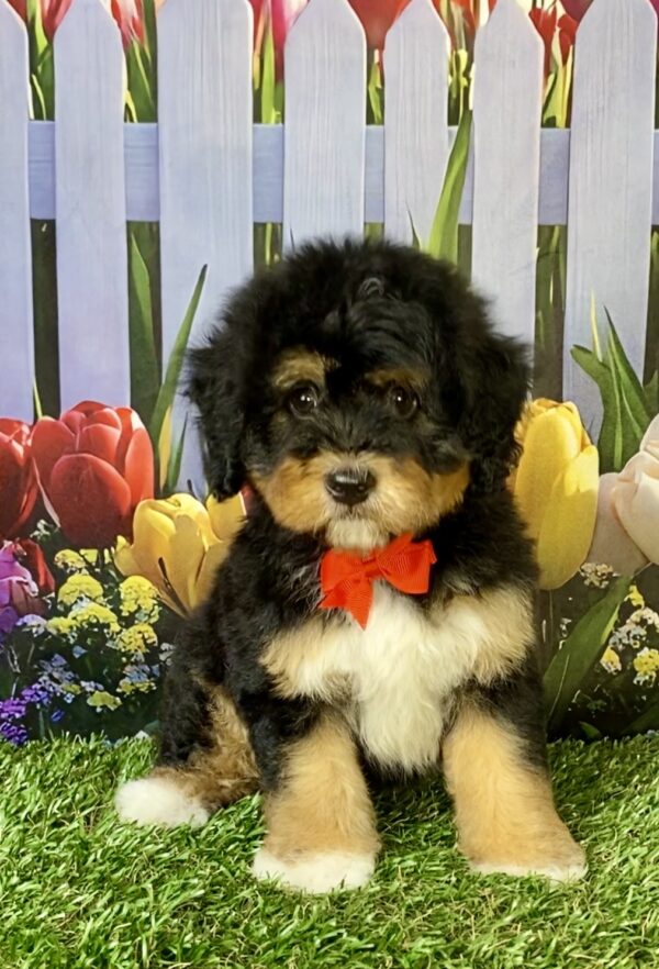 Photo of Mr. Ego the Mini-Bernedoodle puppy