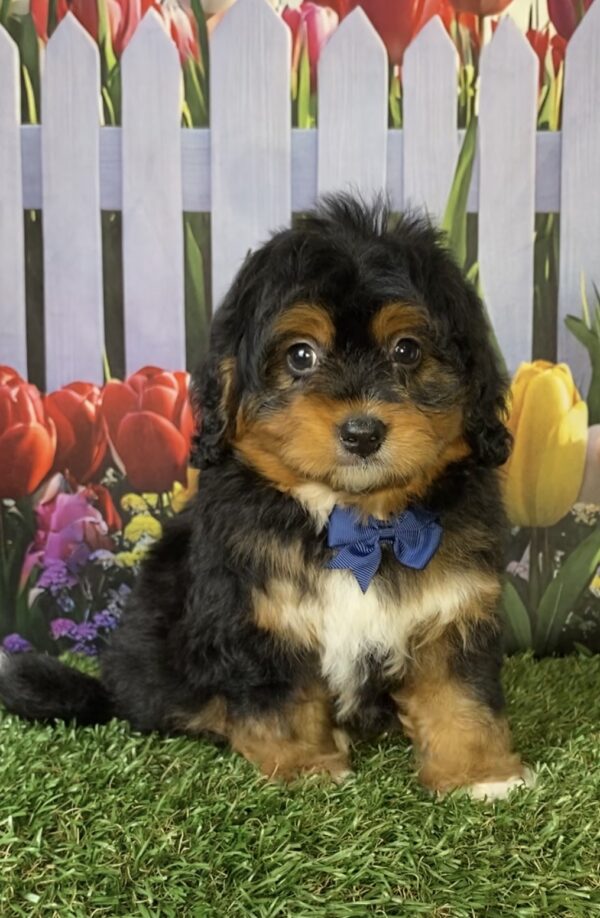 Mr. Elmo the  Mini-Bernedoodle puppy