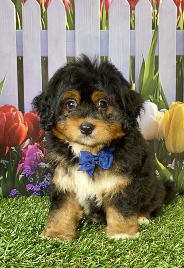 Photo of Mr. Elmo the Mini-Bernedoodle puppy