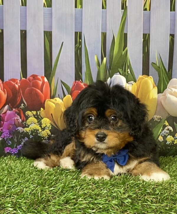 Photo of Mr. Elmo the Mini-Bernedoodle puppy