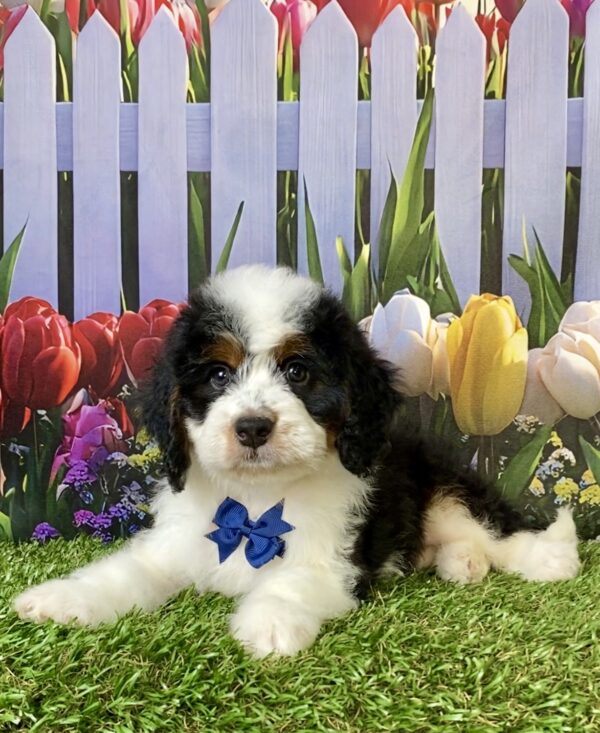 Mr. Elson the  Mini-Bernedoodle puppy