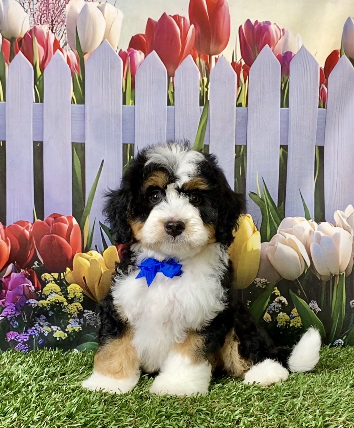 Photo of Mr. Enzo the Mini-Bernedoodle puppy