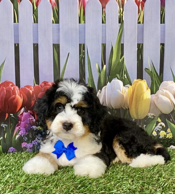 Photo of Mr. Enzo the Mini-Bernedoodle puppy
