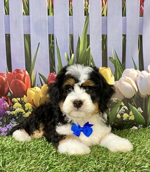 Photo of Mr. Enzo the Mini-Bernedoodle puppy