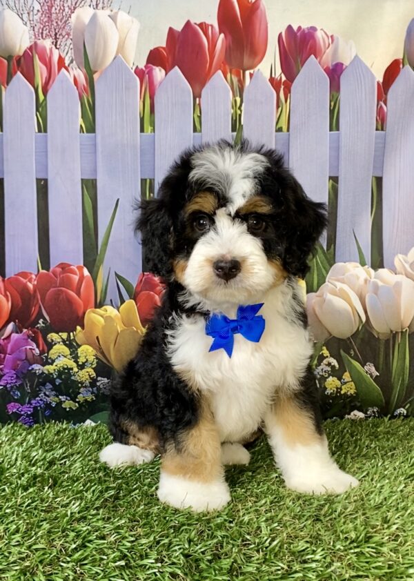 Photo of Mr. Enzo the Mini-Bernedoodle puppy