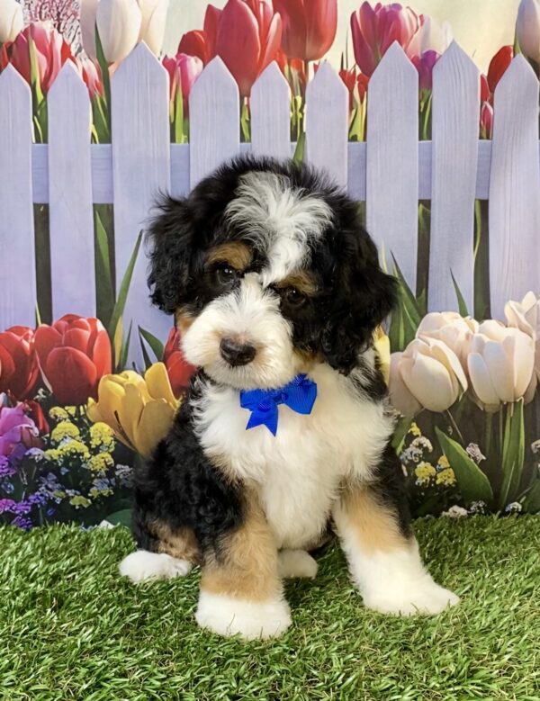 Photo of Mr. Enzo the Mini-Bernedoodle puppy
