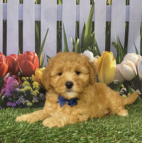 Photo of Mr. Felix the Mini-Bernedoodle puppy