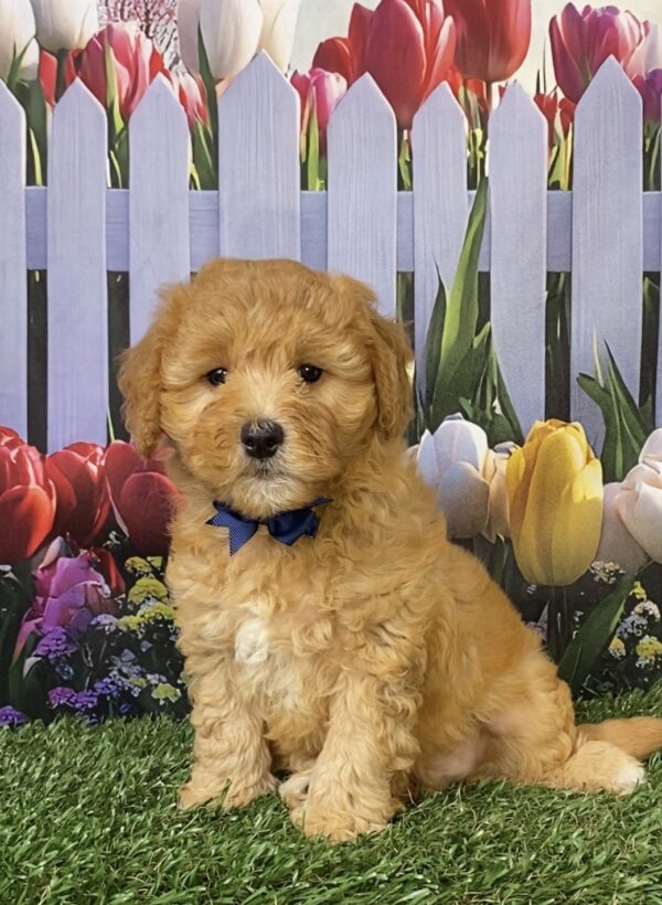 Mr. Felix the Micro Mini-Goldendoodle puppy
