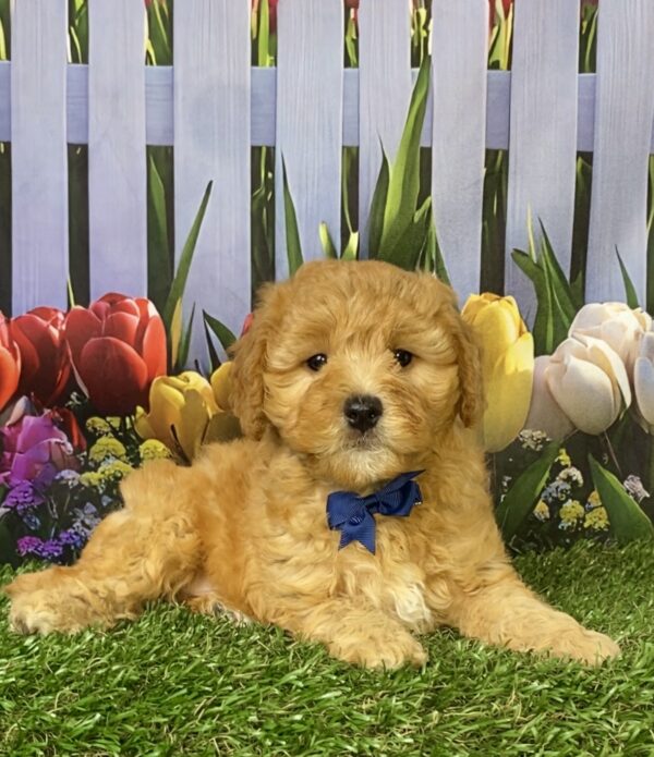 Photo of Mr. Felix the Mini-Bernedoodle puppy