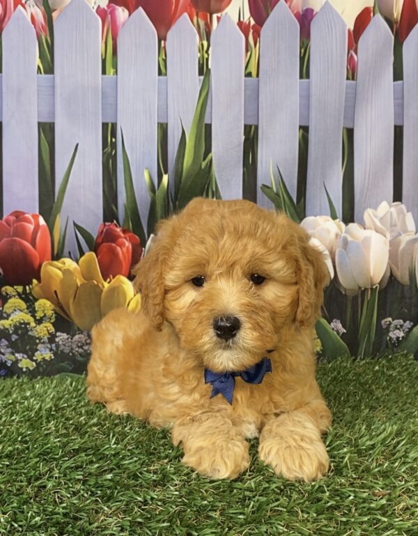 Photo of Mr. Felix the Mini-Bernedoodle puppy