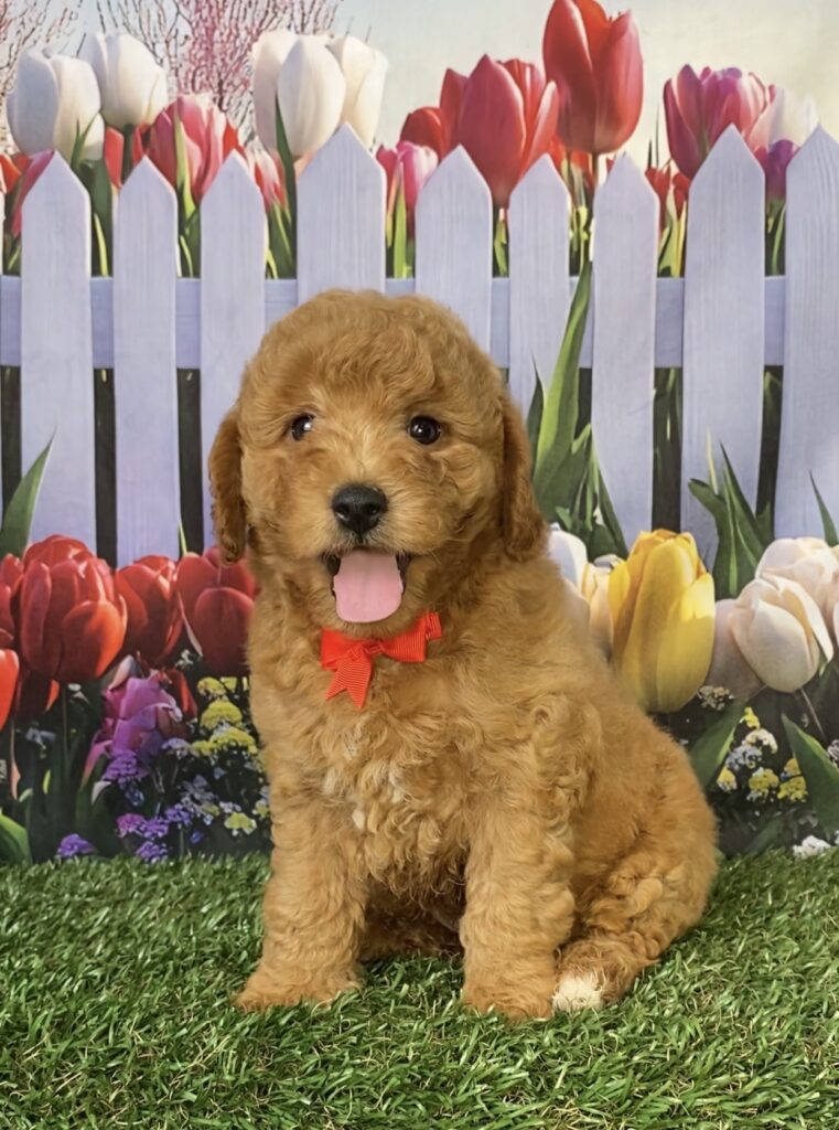 Photo of Mr. Flynn the Mini-Bernedoodle puppy