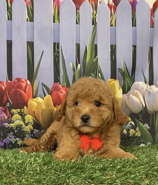 Photo of Mr. Flynn the Mini-Bernedoodle puppy