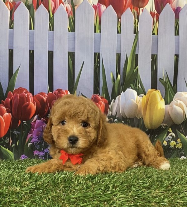 Photo of Mr. Flynn the Mini-Bernedoodle puppy
