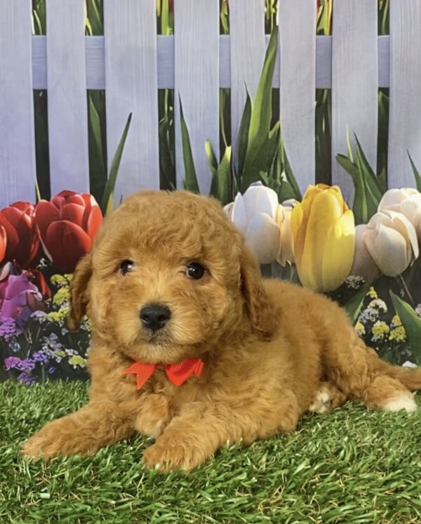 Photo of Mr. Flynn the Mini-Bernedoodle puppy