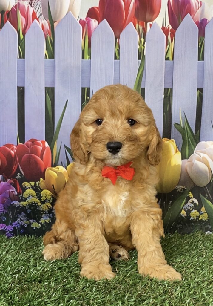 Photo of Mr. Frankie the Mini-Bernedoodle puppy