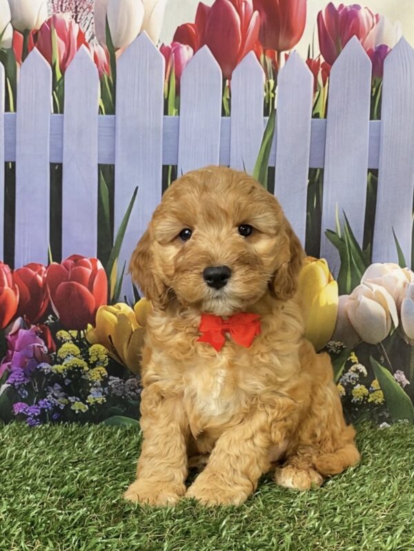 Photo of Mr. Frankie the Mini-Bernedoodle puppy
