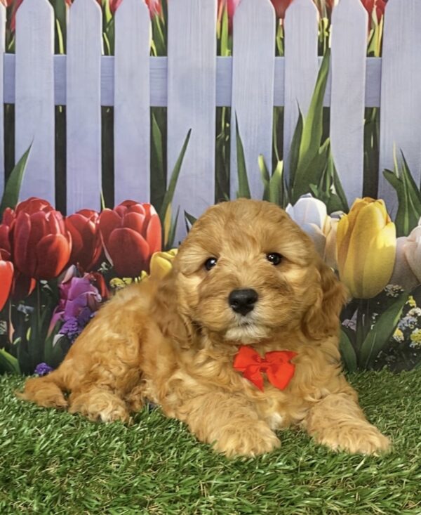 Photo of Mr. Frankie the Mini-Bernedoodle puppy