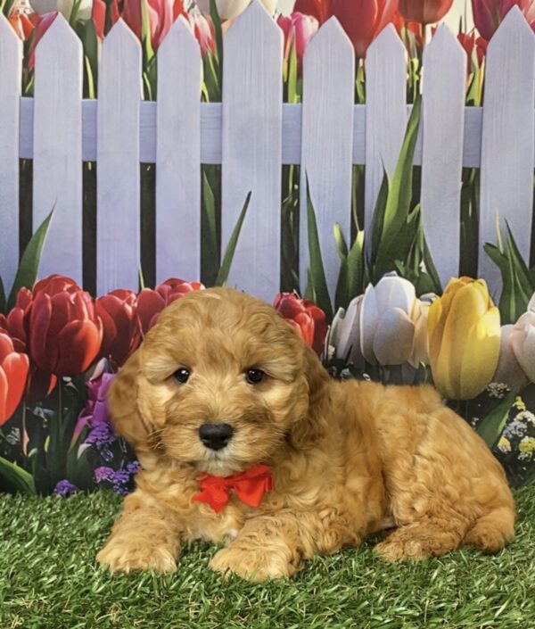 Photo of Mr. Frankie the Mini-Bernedoodle puppy