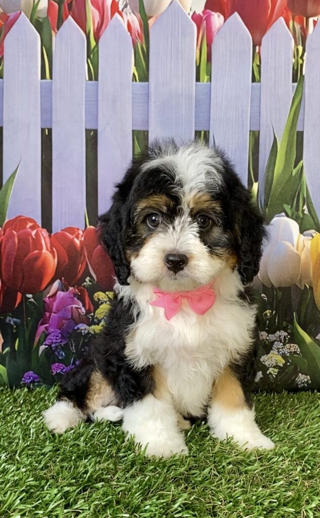 Photo of Ms. Ember the Mini-Bernedoodle puppy