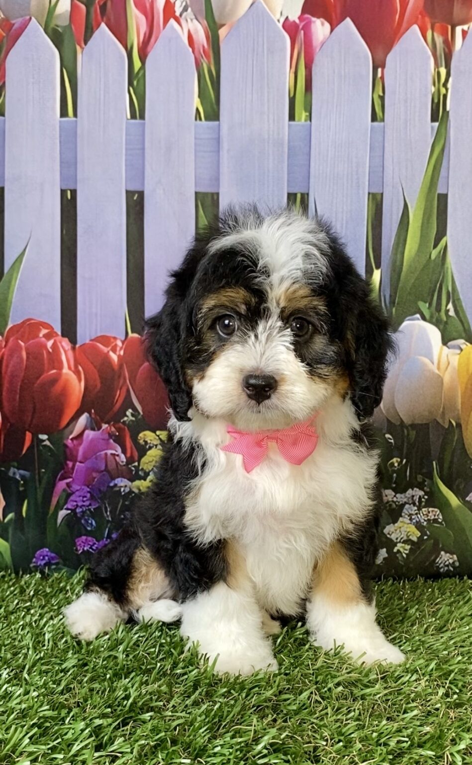 Photo of Ms. Ember the Mini-Bernedoodle puppy