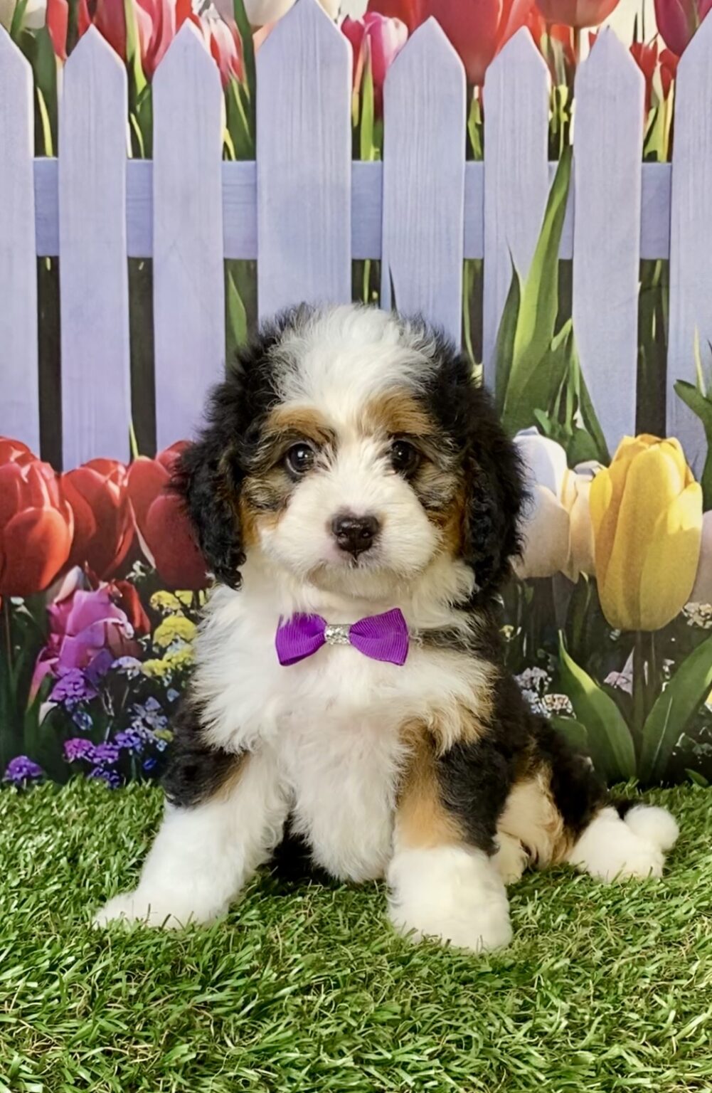 Photo of Ms. Emily the Mini-Bernedoodle puppy