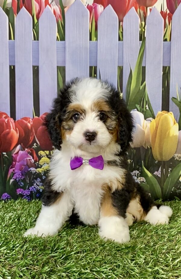 Ms. Emily the  Mini-Bernedoodle puppy