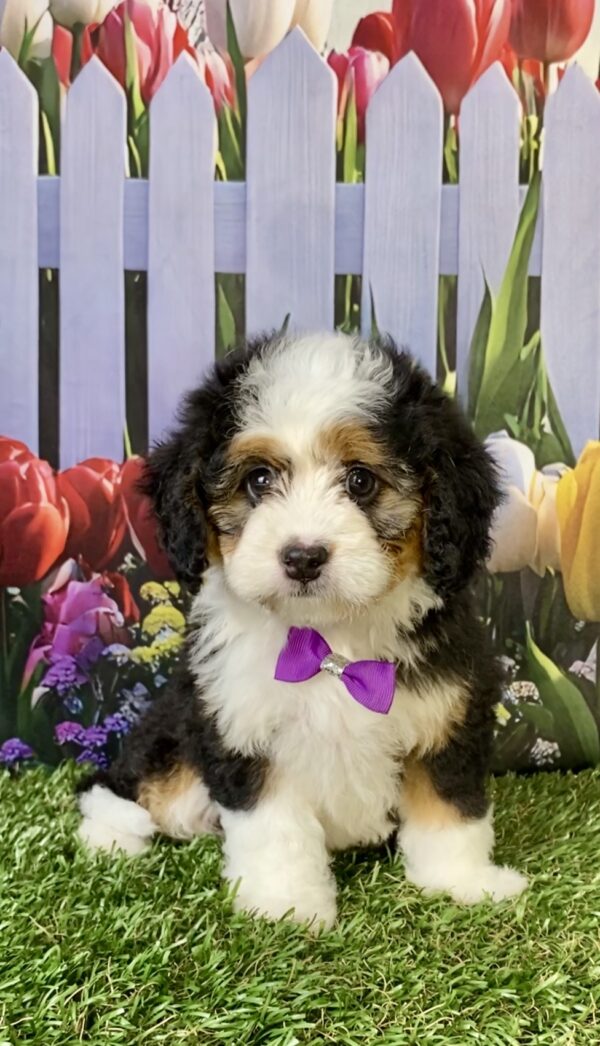 Photo of Ms. Emily the Mini-Bernedoodle puppy