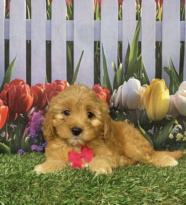 Photo of Ms. Frappe the Mini-Bernedoodle puppy