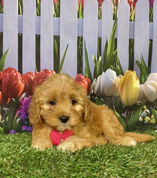 Photo of Ms. Frappe the Mini-Bernedoodle puppy
